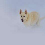 White_shepard_card