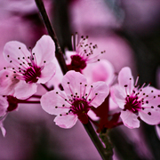 Sakura_love_2_sharp_card