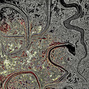 Snakes_card
