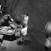 2am_boar_in_florence_card