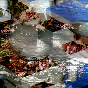 Sea_jasmine2_card