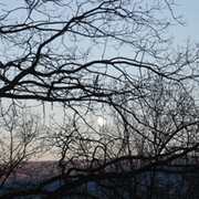 Moon_through_branches_card