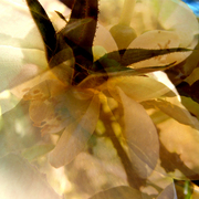Rose_1a_card