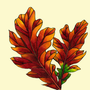 2oakleavesivory_card