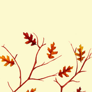 Fallleavesivory111_card