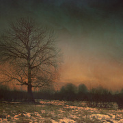 Solitary_insight_card