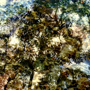 Water_shadows_6_card