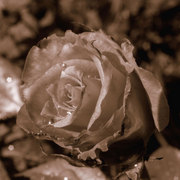 Jarocin-basia-01_card