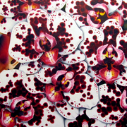 Lhasa_card