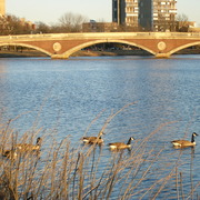 Allmyducksinarow_card