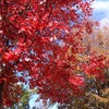 Redtree1_thumb