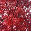 Redtree2_thumb