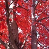 Redtree3_thumb