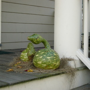 Goosie_gourd_card