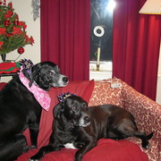 Gypsyandbella2008_card
