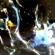 Www7