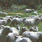New_zealand_sheep_card