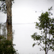 Flood_4a_card