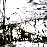 Flood_4_card