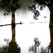 Flood_2_card