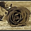 Abr_thumb