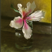 Still_life_card