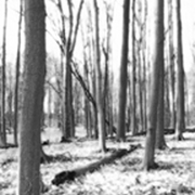 Woods_webcopy_card