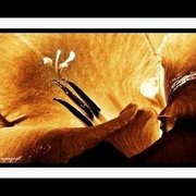 Flower4_card