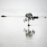Flood_1a_card