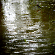Flood_7_card
