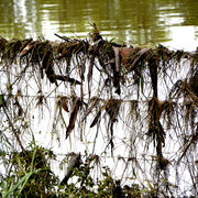 After_flood_4_card