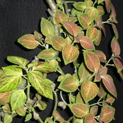 Coleus_card