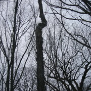Thecrookedtree_card