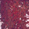 0960_rust_thumb