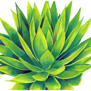 Agave111_card