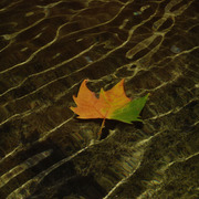 Dsc_0070_800rsz_card