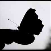 Me-butterfly_card