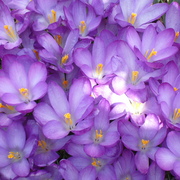 Crocusesfrommygarden_card