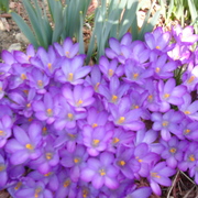 Crocusesfrommygarden2_card