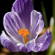 Crocus_card