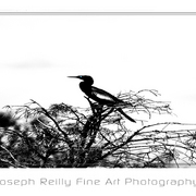 Blue_eyed_bird_in_tree_card