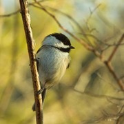 Img_0755_for_site_card