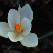 Dsc00655a4_card