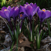 Dsc00652a2_card
