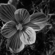 Dsc00682a2_card