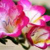 Img_7661_thumb