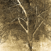 The_orchard_way_card