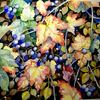 Berries4__thumb