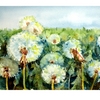 Copy_of_dandelions_004_copy_thumb
