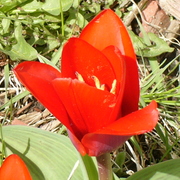 Exotictulip_card